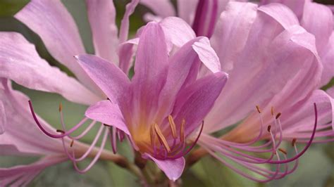 naked ladies plant|Naked Ladies Flowers: Lady Lilies That Will Leave You Speechless